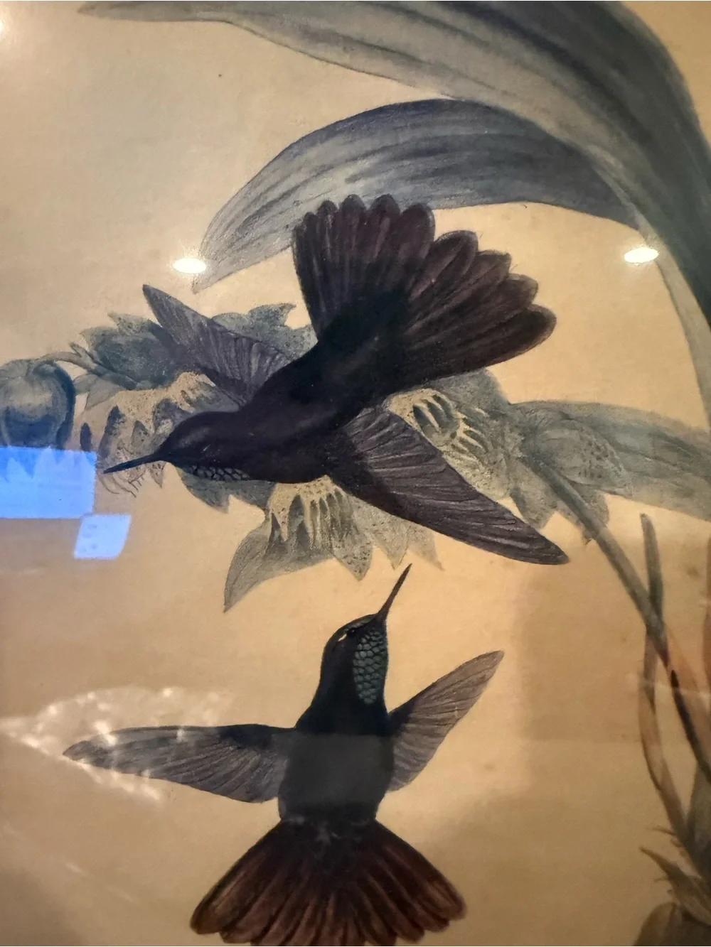 ANTIQUE GOULD HUMMINGBIRD LITHOGRAPH Hand Colored Metallura Cupreicauda